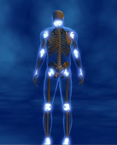 Les articulations (image extraite de la vidéo "Le muscle, moteur du mouvement", plate-forme Corpus, Réseau Canopé)